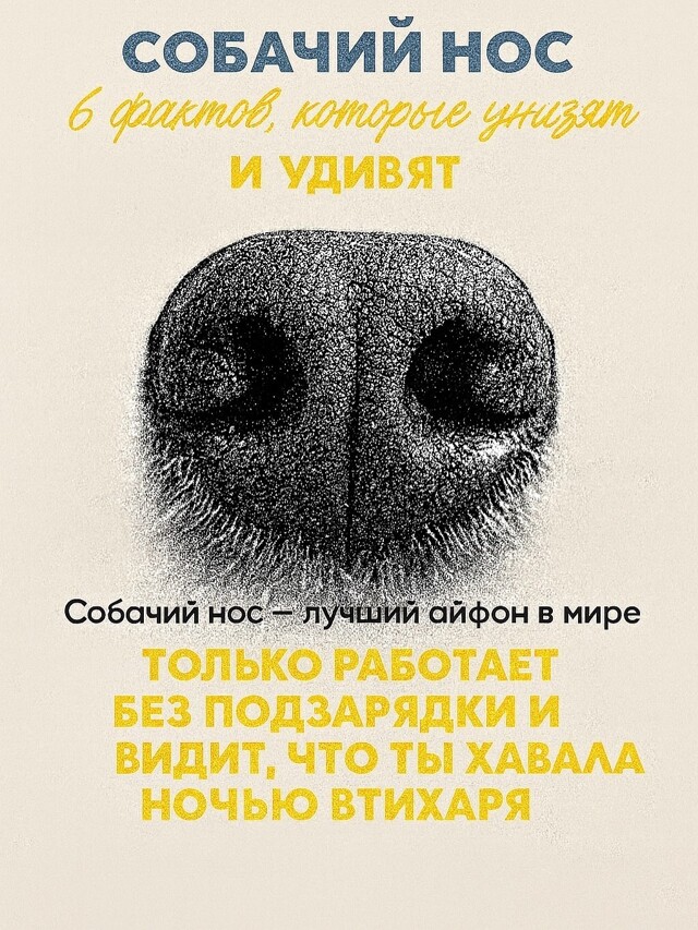 Собачий нос — это айфон без подзарядки, Google и бабка у подъезда в одном лице