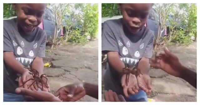 Неудачное знакомство с пауком