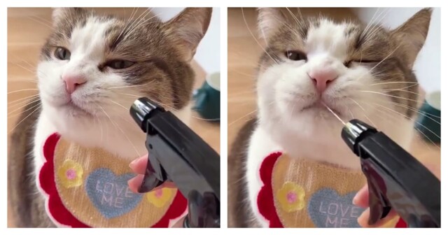 Кошка полюбила пульверизатор