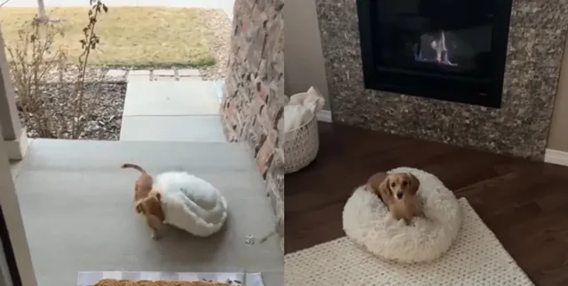 Схема дала "сбой": женщина показала ежедневную традицию собаки