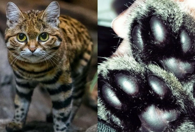 Черноногая кошка:  малютка-терминатор уносит по 15 жизней за ночь