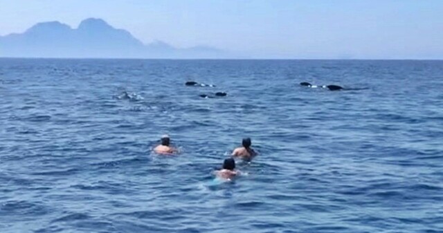 Любители ярких ощущений рискуют заплатить большой штраф за купание с гриндами