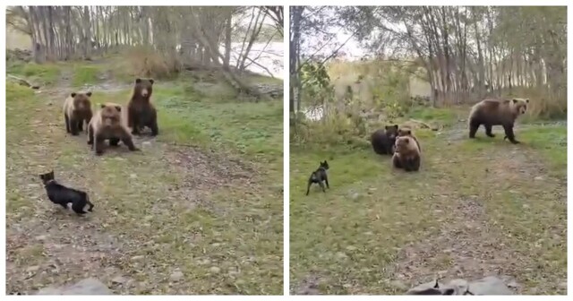 Встреча собаки и медвежьего семейства в лесу