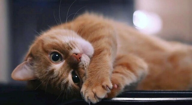 Китайские компании удерживают сотрудников котами