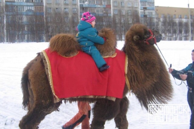 А вы знали, что когда-то в Мурманске жил верблюд?