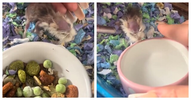 Хомяк-долгожитель