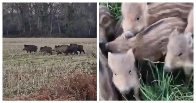 Кабанье семейство на прогулке