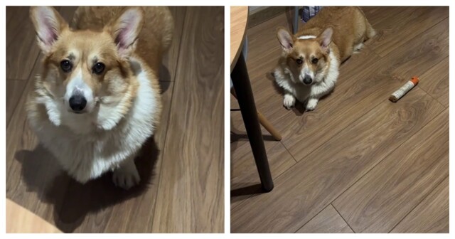 Мужчина научил собаку необычной команде