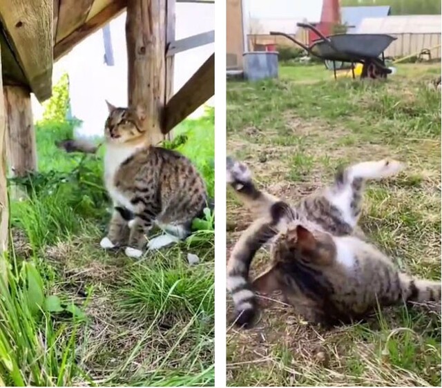 Поймал мыша — ешь не спеша