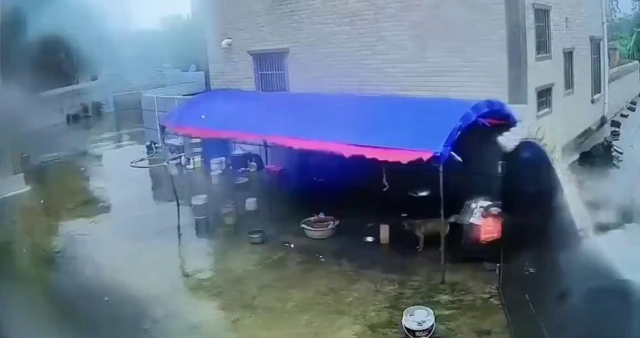 Сильный ветер едва не погубил собаку