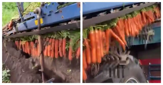 Как происходит уборка моркови на поле