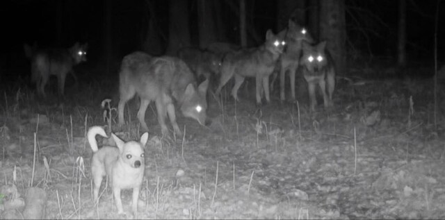 Какие породы собак выживут в дикой природе?