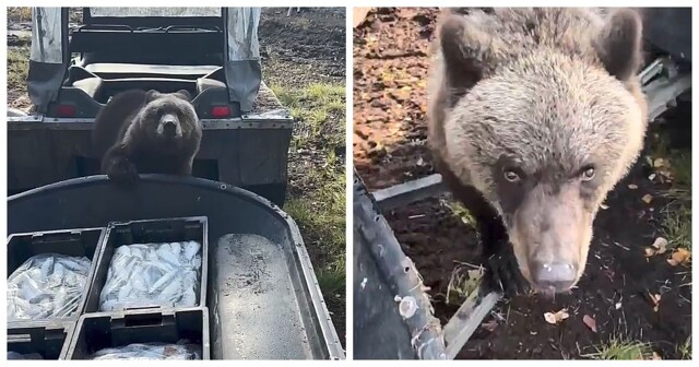 Самый воспитанный медведь  на Камчатке