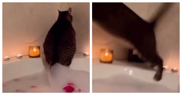 Кот взбодрил хозяйку