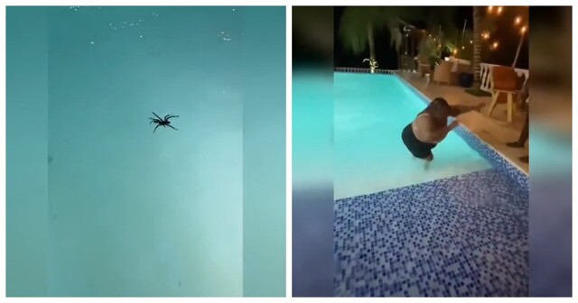 Гигантский паук вызвал панику у отдыхающих
