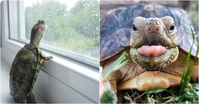 Черепахи vs кошки: новый панцирный хит против госдумских лимитов