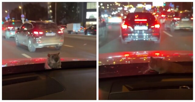 Крыса вылезла из-под капота во время движения по трассе в Москве