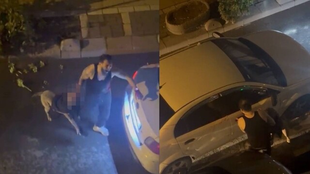 "Чуть не разорвал": в Турции питбуль вцепился в руку хозяину