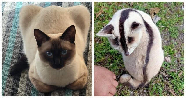 20 котоисторий о том, в каких местах и за какими занятиями пушистые предпочитают проводить осень