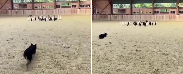 Хозяин собачек поставил  необычную задачу — разделить уток на чёрных и белых