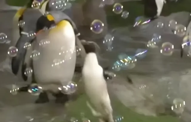 В США заметили самого милого пингвина, который обожает играть с мыльными пузырями