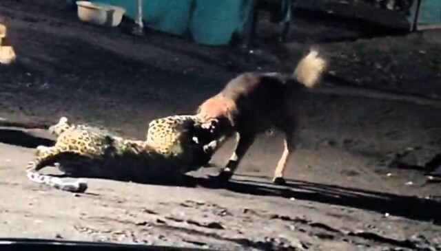 Бездомная собака победила напавшего на неё леопарда