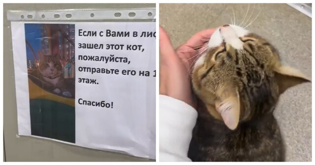 Кот, который гуляет сам по себе, но всегда возвращается домой на лифте