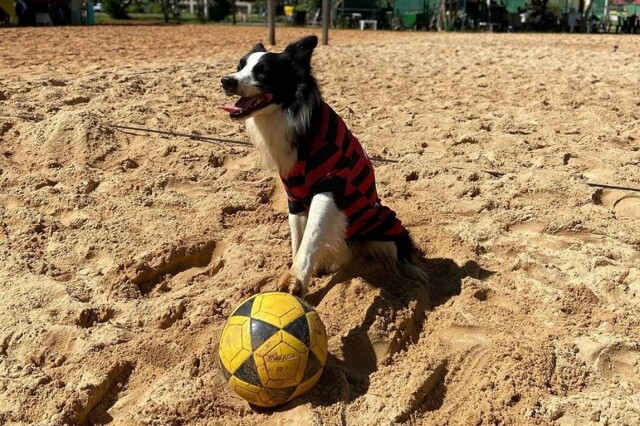 В Бразилии бордер-колли стал звездой футволея — спорта на стыке футбола и волейбола