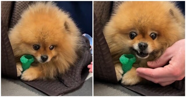 Счётчик Шпицгера