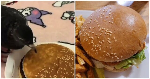 Пернатый помогает очистить булку бургера от кунжута