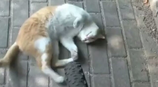 Пушистая автоподставщица