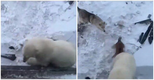 Собаки прогнали белого медведя