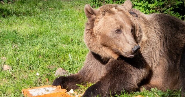 Медведь, который первым в мире перенёс операцию на головном мозге, отметил день рождения