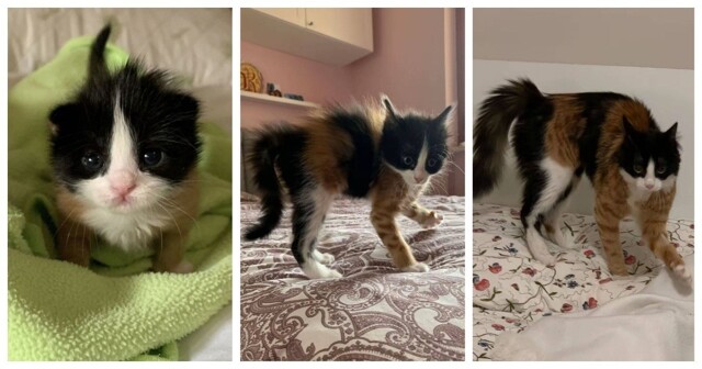 Забавная трёхцветная кошка