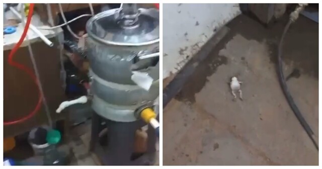 Ночь, самогон и «пьяная» жаба: странная встреча