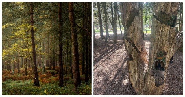 Лес легенд Кэннок Чейз