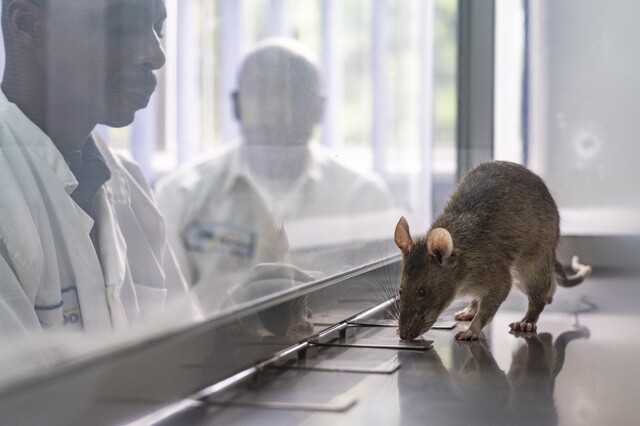 В Африке крыс обучают выявлять туберкулёз