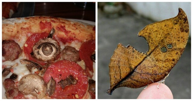 20 примеров оптических иллюзий, доказывающих, что наш мозг – это великий манипулятор