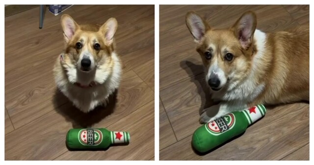 Мужчина научил собаку необычной команде. Часть 2