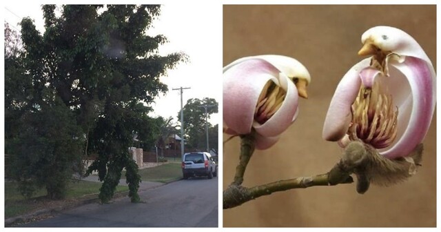 20 фотографий, демонстрирующих таланты созданий природы в искусстве маскировки