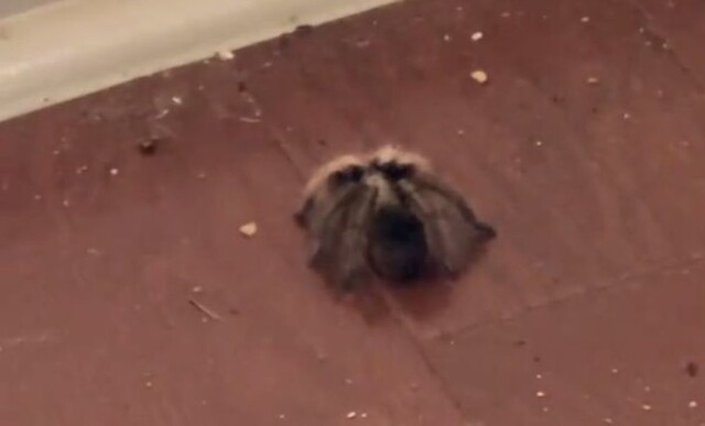 Паук вернулся к хозяевам спустя год после побега
