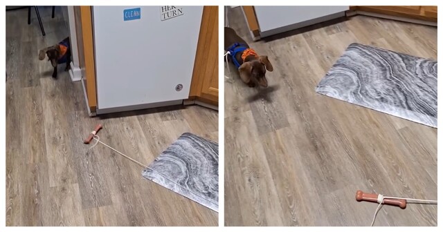 Как увлечь свою неугомонную собаку