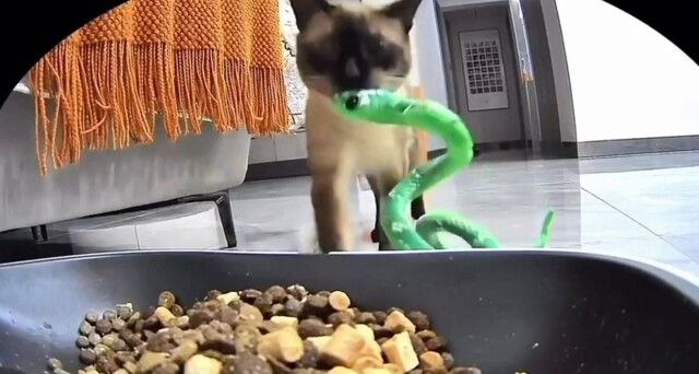 Кошка пыталась накормить игрушечную змею