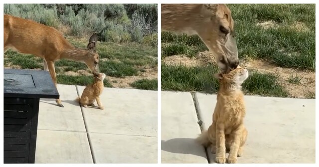 Котов любят даже олени