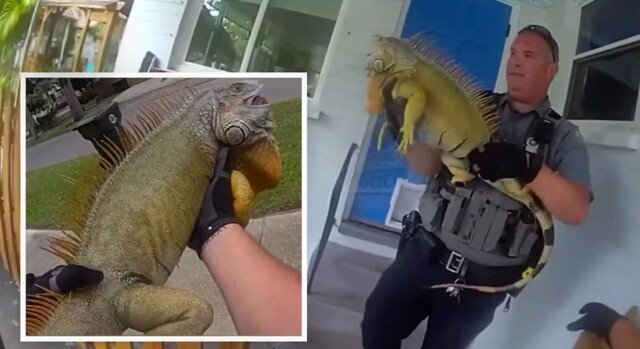 В США задержали гигантскую игуану