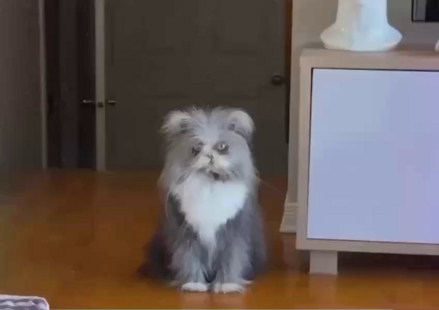 В Канаде котик с синдромом «оборотня» стал мемом из-за редкой болезни