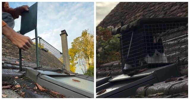 Парень случайно поймал кота, устанавливая ловушку для крыс