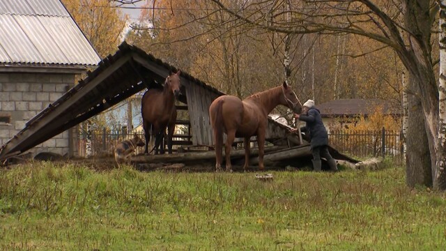 Лошади на самовыпасе терроризируют жителей СНТ под Петербургом