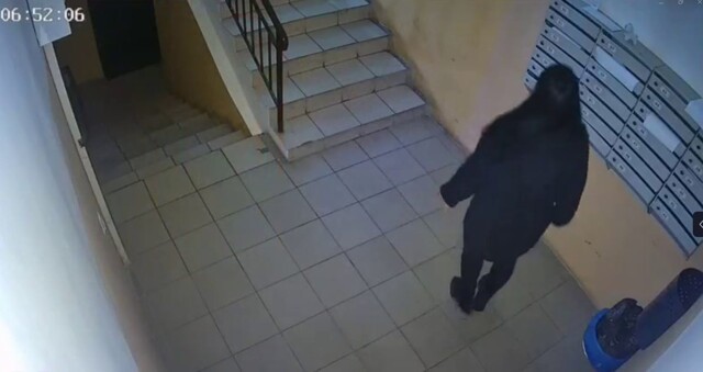 В Краснодаре женщина с ножницами оставила подъезд без интернета