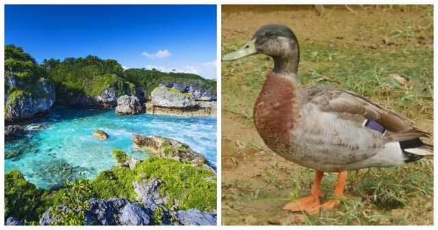 Необычная история Тревора – самого одинокого селезня в мире